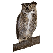 Great Horned Owl Magnet