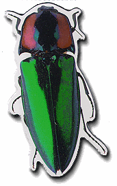 Green Beetle Magnet