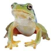 Green & White Frog Magnet
