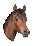 Horse Head Magnet