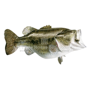 Large Mouth Bass Magnet  