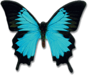 Mountain Blue Butterfly Magnet