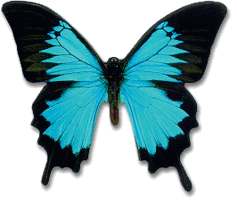 Mountain Blue Butterfly Magnet