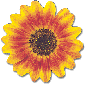 Orange Sunflower Magnet Orange Sunflower Magnet