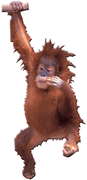Orangutan Magnet  