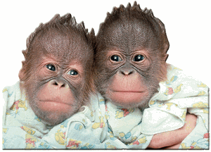 Orangutan Twins Magnet Orangutan Twins Magnet