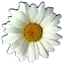 Oxeye Daisy Magnet