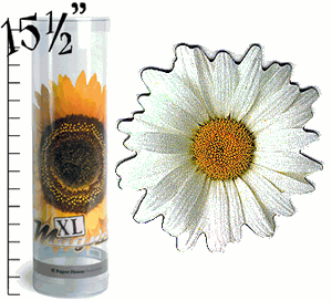 Oxeye Daisy XL Magnet Oxeye Daisy XL Magnet