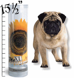 Pug XL Magnet       