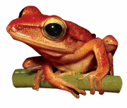 Red Frog Magnet