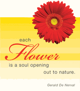 Red Gerbera Daisy Wit & Wisdom Magnet