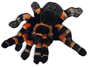 Red-Legged Tarantula Magnet