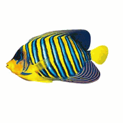 Regal Angelfish Magnet