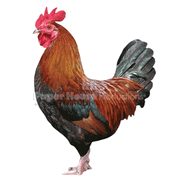 Rooster Magnet 
