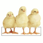 Row of Chicks Magnet