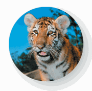 San Diego Zoo Tiger Magnet 