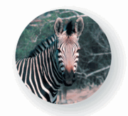 San Diego Zoo Zebra Magnet  