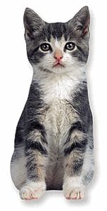 Spinny the Kitten Magnet