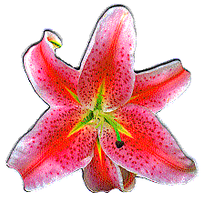 Stargazer Lily Magnet