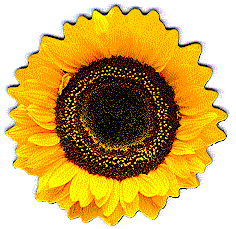 Sunflower Magnet