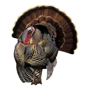 Thanksgiving Turkey Magnet  