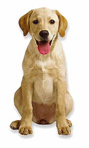 Yellow Labrador Puppy Magnet