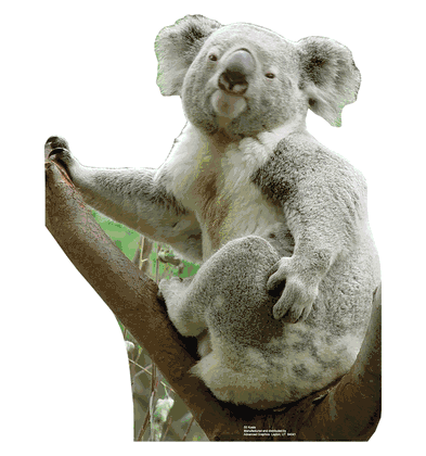 Koala Bear Cardboard Cutout