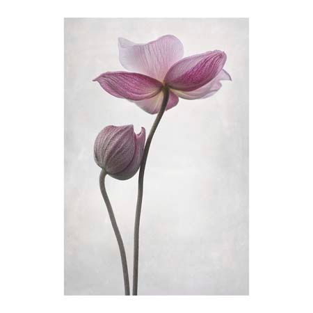 1x Collection Open Edition Canvas Giclee :"A Little Touch"