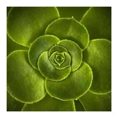 1x Collection Open Edition Canvas Giclee :"Aeonium"