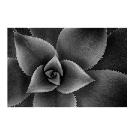 1x Collection Open Edition Canvas Giclee :"Aeonium Rosette"