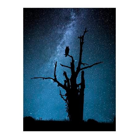 1x Collection Open Edition Canvas Giclee :"Alone in the Dark"