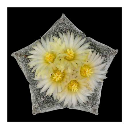 1x Collection Open Edition Canvas Giclee :"Astrophytum Myriostigma"