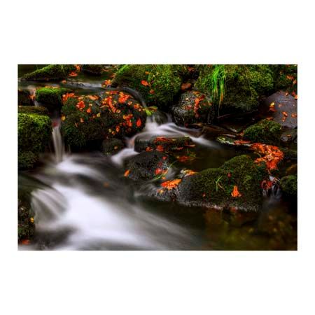 1x Collection Open Edition Canvas Giclee :"Autumn Melodies" 1x Collection Open Edition Canvas Giclee :"Autumn Melodies"