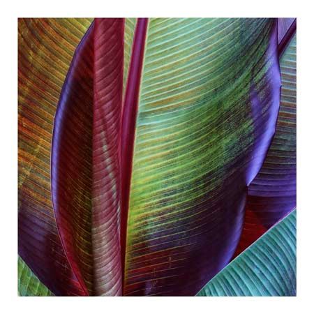 1x Collection Open Edition Canvas Giclee :"Banana Skin"