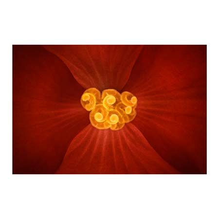 1x Collection Open Edition Canvas Giclee :"Begonia x tuberhybrida Nonstop Mocca Cherry II"