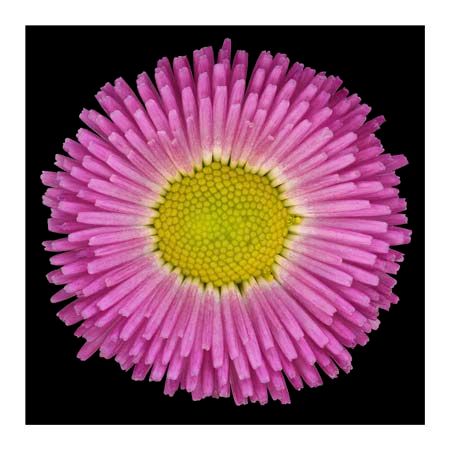 1x Collection Open Edition Canvas Giclee :"Bellis"