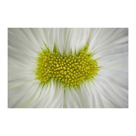 1x Collection Open Edition Canvas Giclee :"Bellis Perennis"