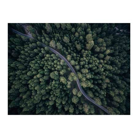 1x Collection Open Edition Canvas Giclee :"Between the Trees"