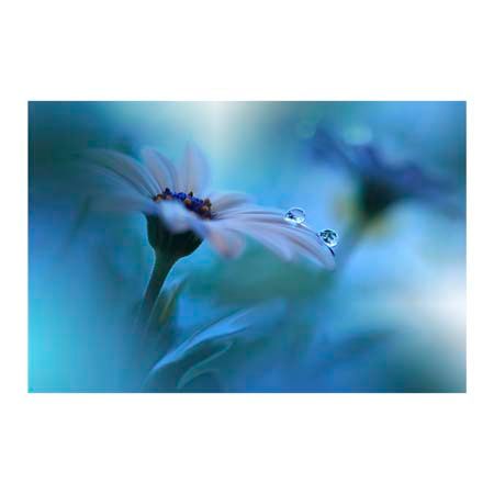 1x Collection Open Edition Canvas Giclee :"Beyond the Visible"