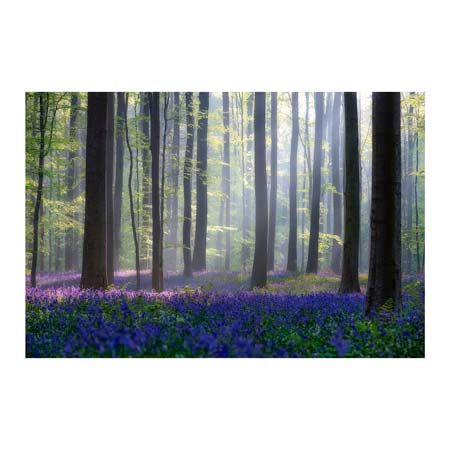 1x Collection Open Edition Canvas Giclee :"Bluebells" 1x Collection Open Edition Canvas Giclee :"Bluebells"