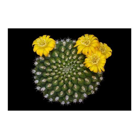 1x Collection Open Edition Canvas Giclee :"Cactus"