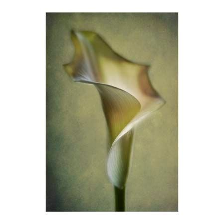 1x Collection Open Edition Canvas Giclee :"Calla Lily"