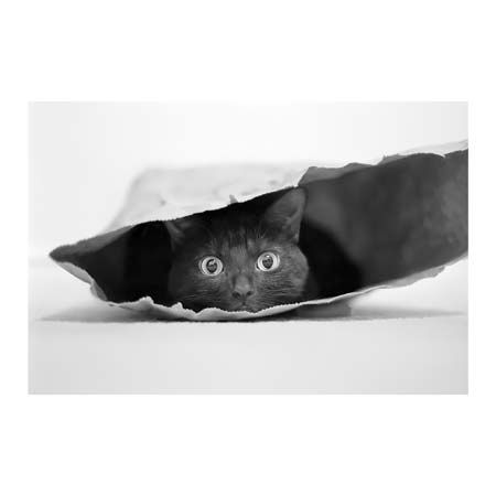 1x Collection Open Edition Canvas Giclee :"Cat in the Bag"