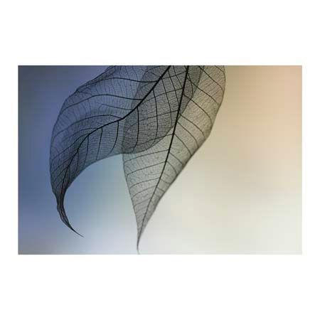 1x Collection Open Edition Canvas Giclee :"Cavatina"