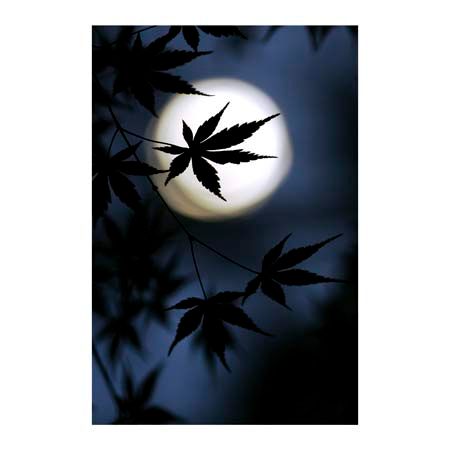 1x Collection Open Edition Canvas Giclee :"Color of Japan" 1x Collection Open Edition Canvas Giclee :"Color of Japan"