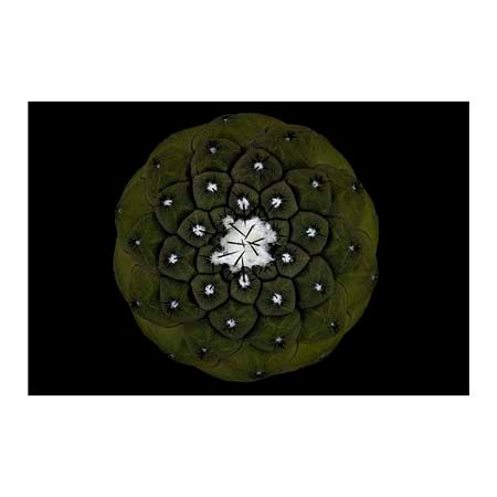 1x Collection Open Edition Canvas Giclee :"Copiapoa Hypogaea" 1x Collection Open Edition Canvas Giclee :"Copiapoa Hypogaea"