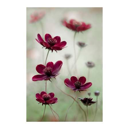 1x Collection Open Edition Canvas Giclee :"Cosmos Sway" 1x Collection Open Edition Canvas Giclee :"Cosmos Sway"