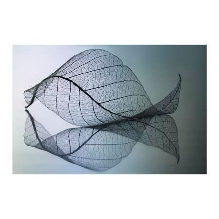 1x Collection Open Edition Canvas Giclee :"Curvaceousness" 1x Collection Open Edition Canvas Giclee :"Curvaceousness"