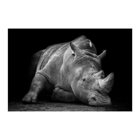 1x Collection Open Edition Canvas Giclee :"Defeated" 1x Collection Open Edition Canvas Giclee :"Defeated"