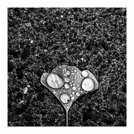 1x Collection Open Edition Canvas Giclee :"Dew" 1x Collection Open Edition Canvas Giclee :"Dew"
